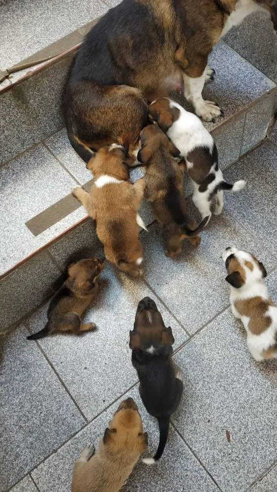Cachorro ra a SRD idade Abaixo de 2 meses nome Sem nome