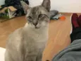 Bartô