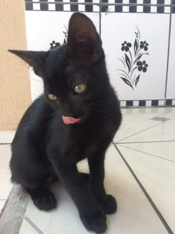 Gato ra a  idade 2 a 6 meses nome Filhotes Pretinhos