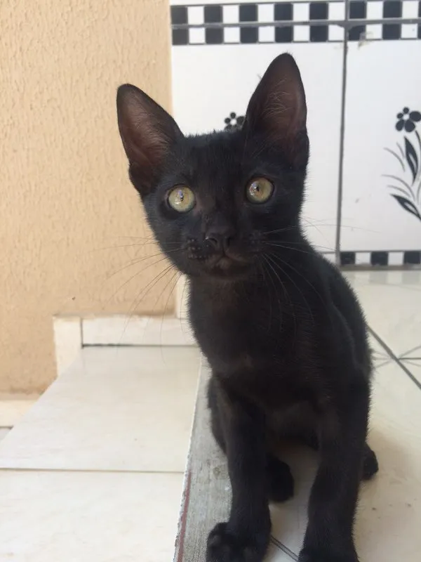 Gato ra a  idade 2 a 6 meses nome Filhotes Pretinhos