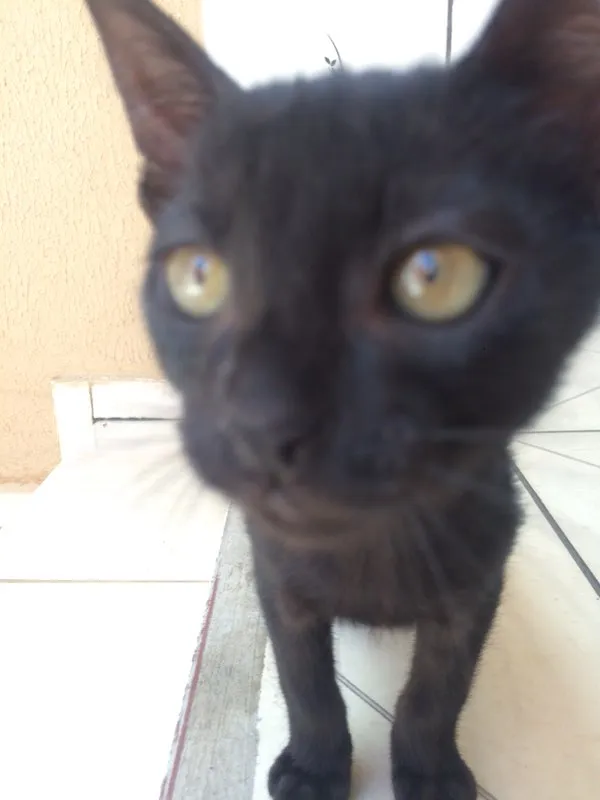 Gato ra a  idade 2 a 6 meses nome Filhotes Pretinhos