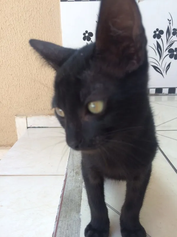 Gato ra a  idade 2 a 6 meses nome Filhotes Pretinhos