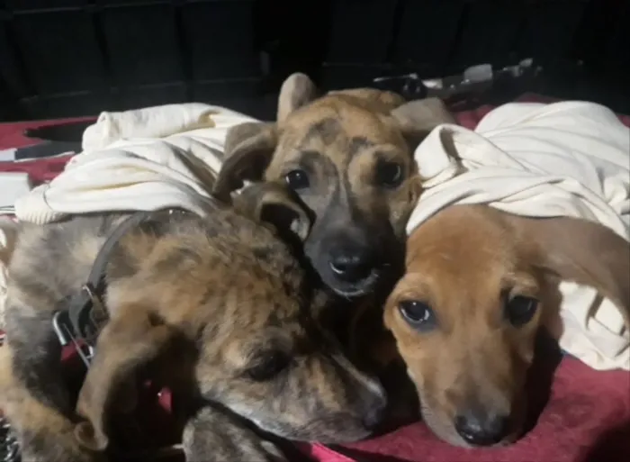 Cachorro ra a SRD idade 2 a 6 meses nome Lia,Bia,Bob,Luc,Tod