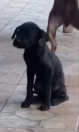 Cristal, Laika, Jade