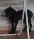 Cristal, Laika, Jade