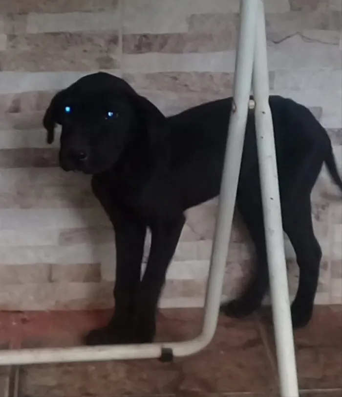 Cachorro ra a Mestiças de Cane Corso idade 2 a 6 meses nome Cristal, Laika, Jade