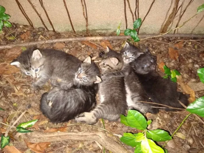 Gato raça SRD idade Abaixo de 2 meses nome Sem nome