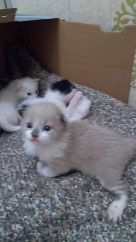 Gato raça SRD idade Abaixo de 2 meses nome Sem nome