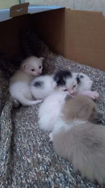 Gato raça SRD idade Abaixo de 2 meses nome Sem nome
