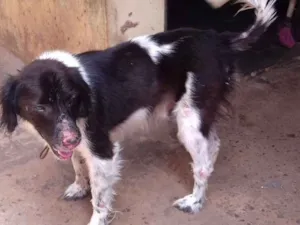 Cachorro raça SRD idade 2 anos nome Billy