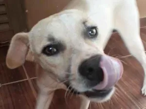 Cachorro raça Vira lata idade 7 a 11 meses nome Pipoca
