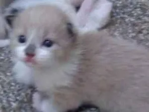 Gato raça SRD idade Abaixo de 2 meses nome Sem nome