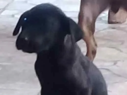Cachorro ra a Mestiças de Cane Corso idade 2 a 6 meses nome Cristal, Laika, Jade