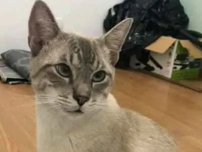Gato ra a SRD idade 1 ano nome Bartô