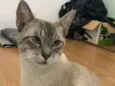 Bartô