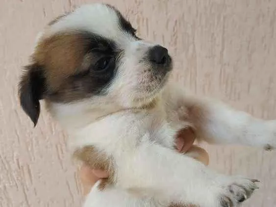 Cachorro ra a SRD idade Abaixo de 2 meses nome Sem nome