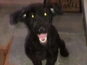 Cachorro ra a Poodle idade 7 a 11 meses nome SNOOPY