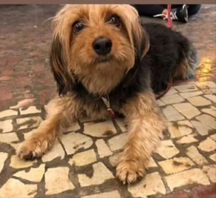 Cachorro ra a Mestiça de york idade 1 ano nome Lala 