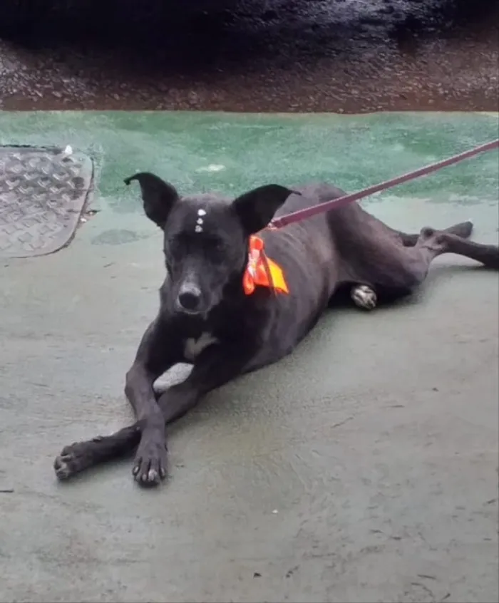 Cachorro ra a SRD  idade 7 a 11 meses nome Vitória 