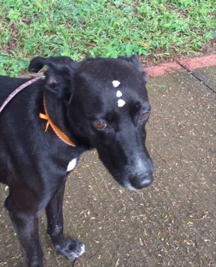 Cachorro ra a SRD  idade 7 a 11 meses nome Vitória 