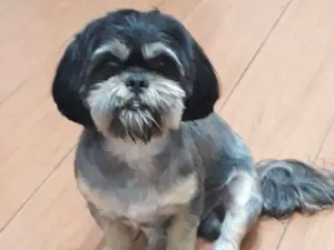Cachorro raça Shih Tzu idade 3 anos nome Lipe
