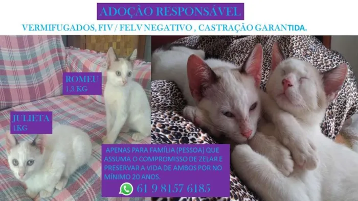 Gato ra a SRD idade 2 a 6 meses nome ROMEU E JULIETA