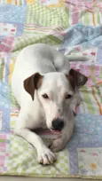 Pipoca 