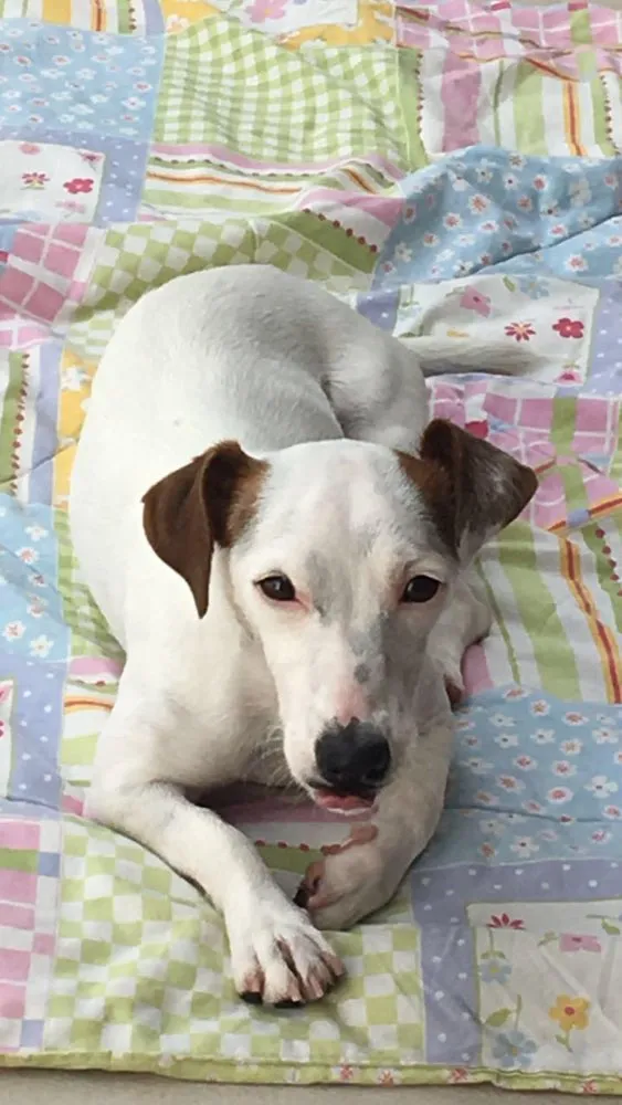 Cachorro ra a Jack Russell  idade 4 anos nome Pipoca 