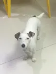 Pipoca 