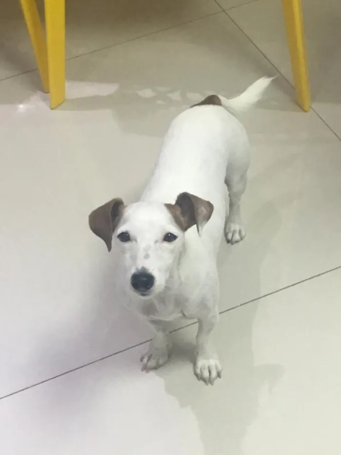 Cachorro ra a Jack Russell  idade 4 anos nome Pipoca 