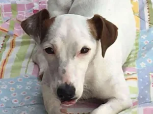 Cachorro raça Jack Russell  idade 4 anos nome Pipoca 