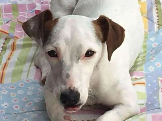 Cachorro ra a Jack Russell  idade 4 anos nome Pipoca 