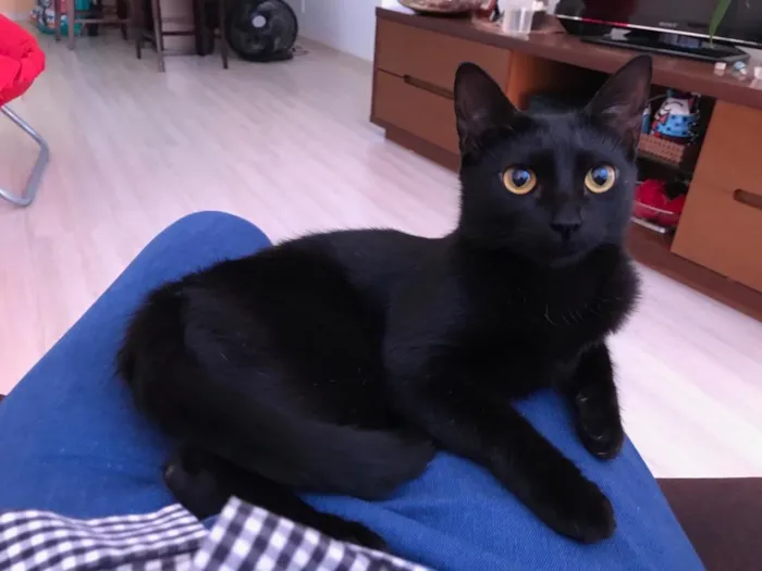 Gato ra a Boston idade 2 anos nome Luna