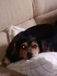 Pepê