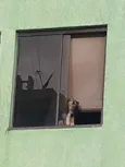 Pepê