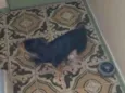 Pepê
