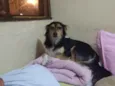 Pepê