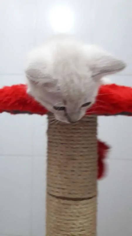Gato ra a Burmilla idade Abaixo de 2 meses nome Simba