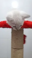 Simba