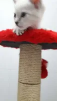 Simba