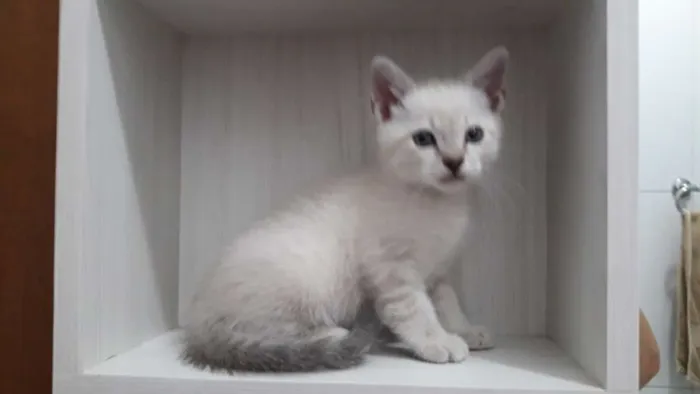 Gato ra a Burmilla idade Abaixo de 2 meses nome Simba