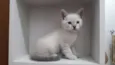 Simba