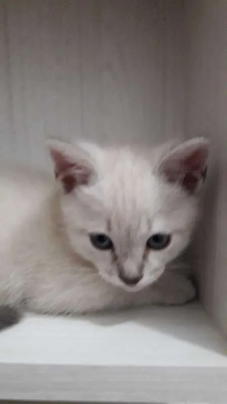 Gato ra a Burmilla idade Abaixo de 2 meses nome Simba