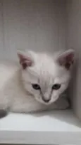 Simba