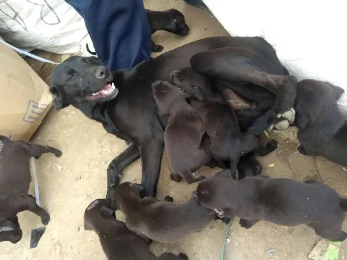 Cachorro ra a Vira lata idade 2 a 6 meses nome Trovão