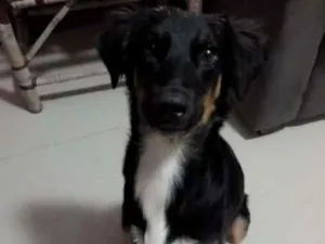 Cachorro raça Mestiço idade 7 a 11 meses nome Fred
