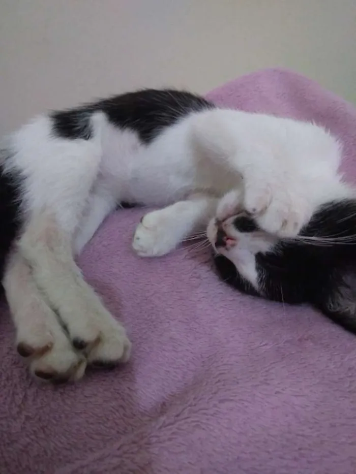 Gato ra a Vira-lata idade 2 a 6 meses nome Frida