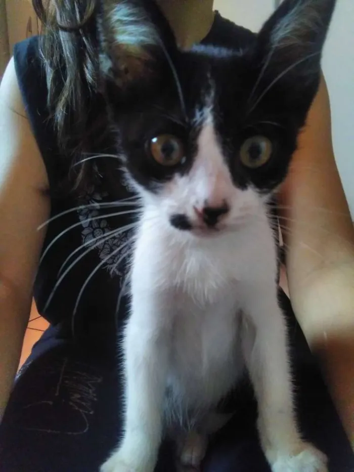 Gato ra a Vira-lata idade 2 a 6 meses nome Frida