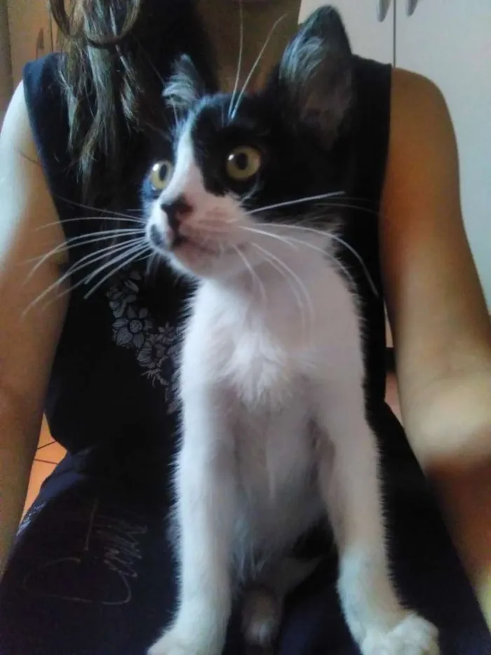 Gato ra a Vira-lata idade 2 a 6 meses nome Frida