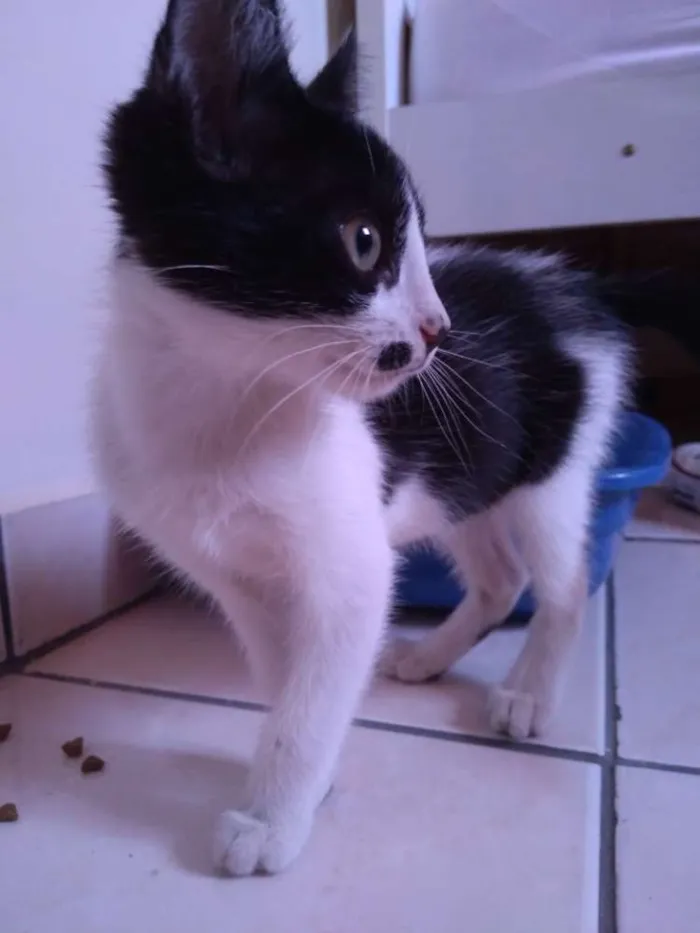 Gato ra a Vira-lata idade 2 a 6 meses nome Frida